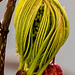 Baum vorm Fenster: Detail