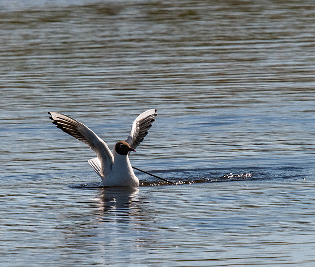 Black headed gull