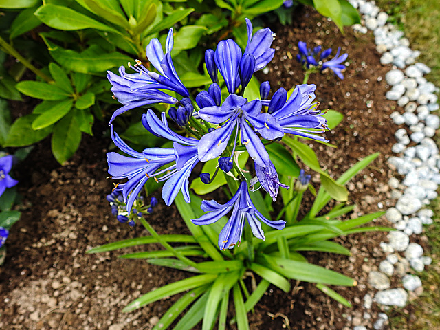 20200718 9567CPw [D~MI] Afrikanische Lilie (Agapanthus africanus), Minden