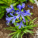 20200718 9567CPw [D~MI] Afrikanische Lilie (Agapanthus africanus), Minden