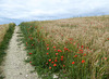 05 Poppies through the barley field