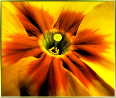 Center of a Primula... ©UdoSm