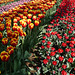 Keukenhof - Nederland