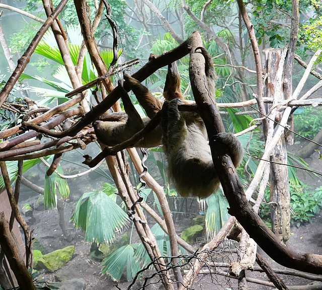 Two-toed Sloths