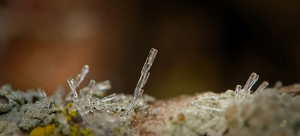 Wie zart und schön Naturkunstwerke aus der Nähe sein können :)) How delicate and beautiful natural works of art can be up close :)) Comme les œuvres d'art naturelles peuvent être délicates et belles de près :))