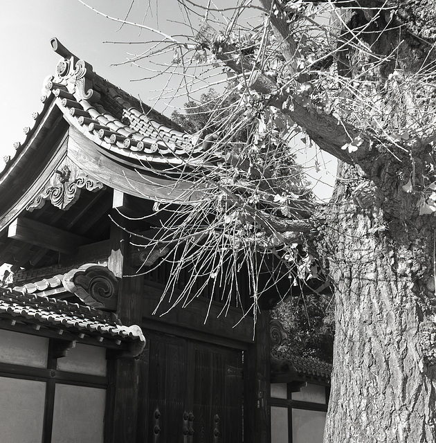 Ginkgo by a gate