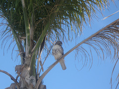 Bird of Prey at Oxnard Airport 1