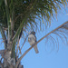 Bird of Prey at Oxnard Airport 1