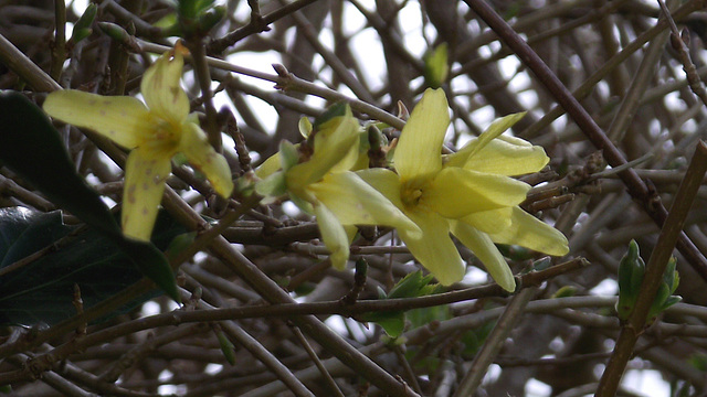 Forsythia is coming out in the hedge