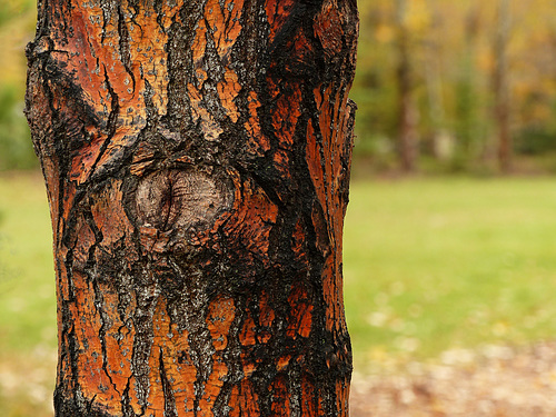 Bark colour after the rain