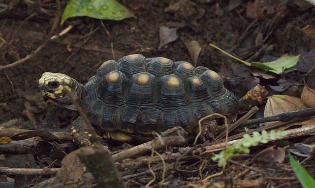 BabytortoiseEF7A7574