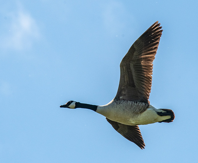 Canada goose