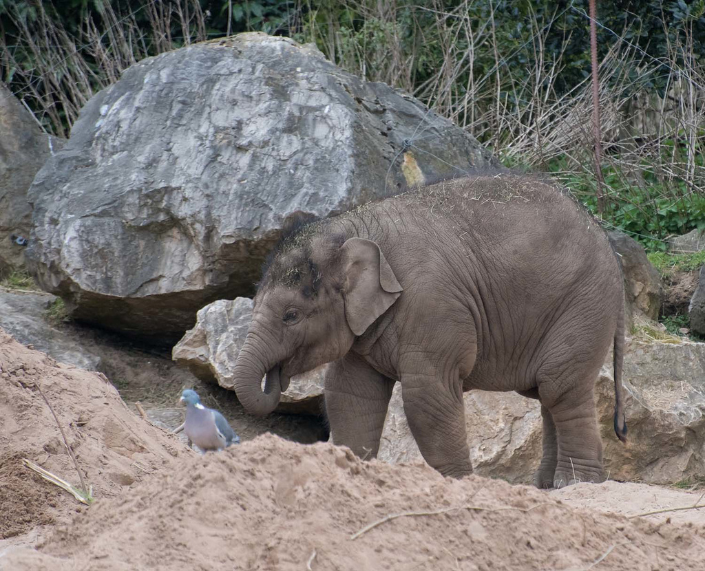 Baby elephant (2)