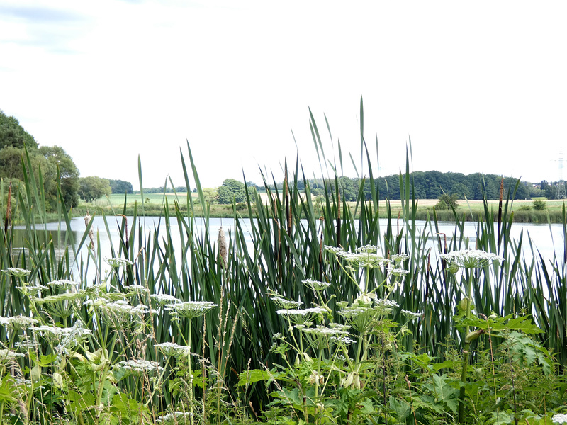 Weiherrunde bei Reuting