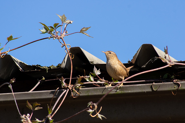 Wren in the Park formal garden