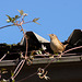 Wren in the Park formal garden
