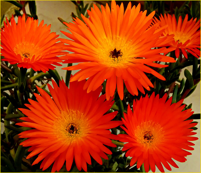 Aster flowers