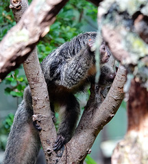 Woolly Monkey