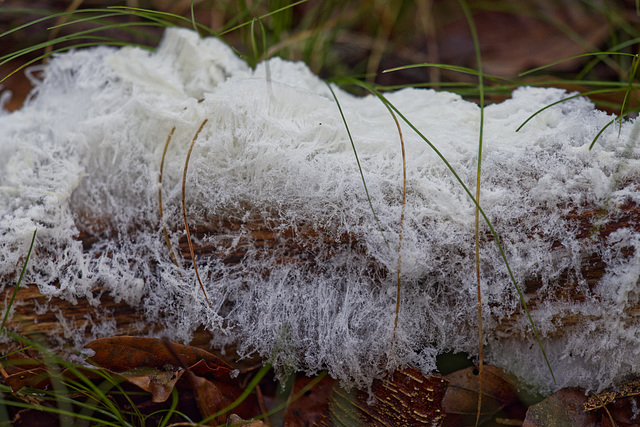 Haareis oder "Zuckerwatte"