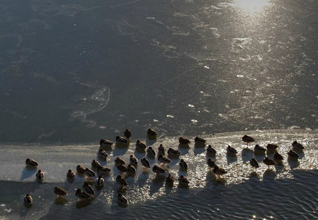 Mallards on Ice