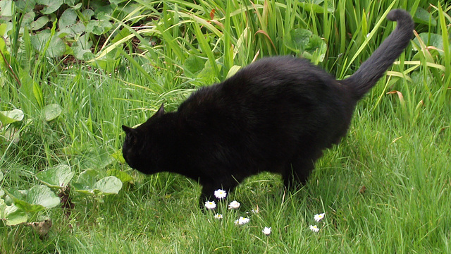 Pippin exploring some of the garden