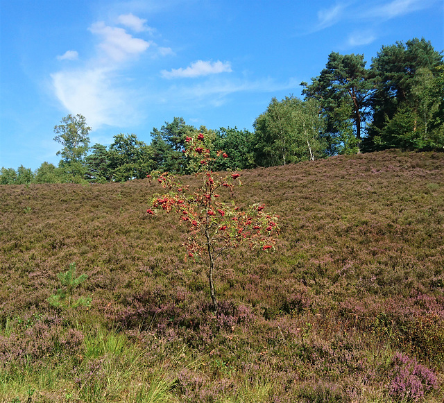 Junger Vogelbeerbaum in der Fischbeker Heide