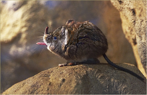 An elephant shrew sticks it tongue out