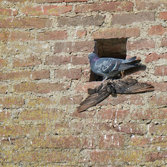 Ulm - Tauben in der Wand