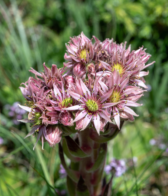 Sempervivum tectorum subsp. tectorum (?) - Dach-Hauswurz