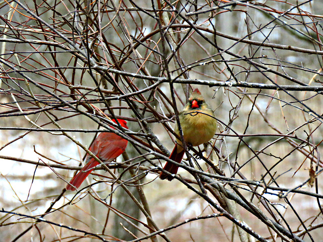 This is a mated pair. The male cardinal offered a...