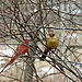 This is a mated pair. The male cardinal offered a...
