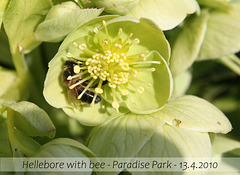 Hellebore with bee - Paradise Park 13 4 10