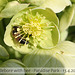 Hellebore with bee - Paradise Park 13 4 10