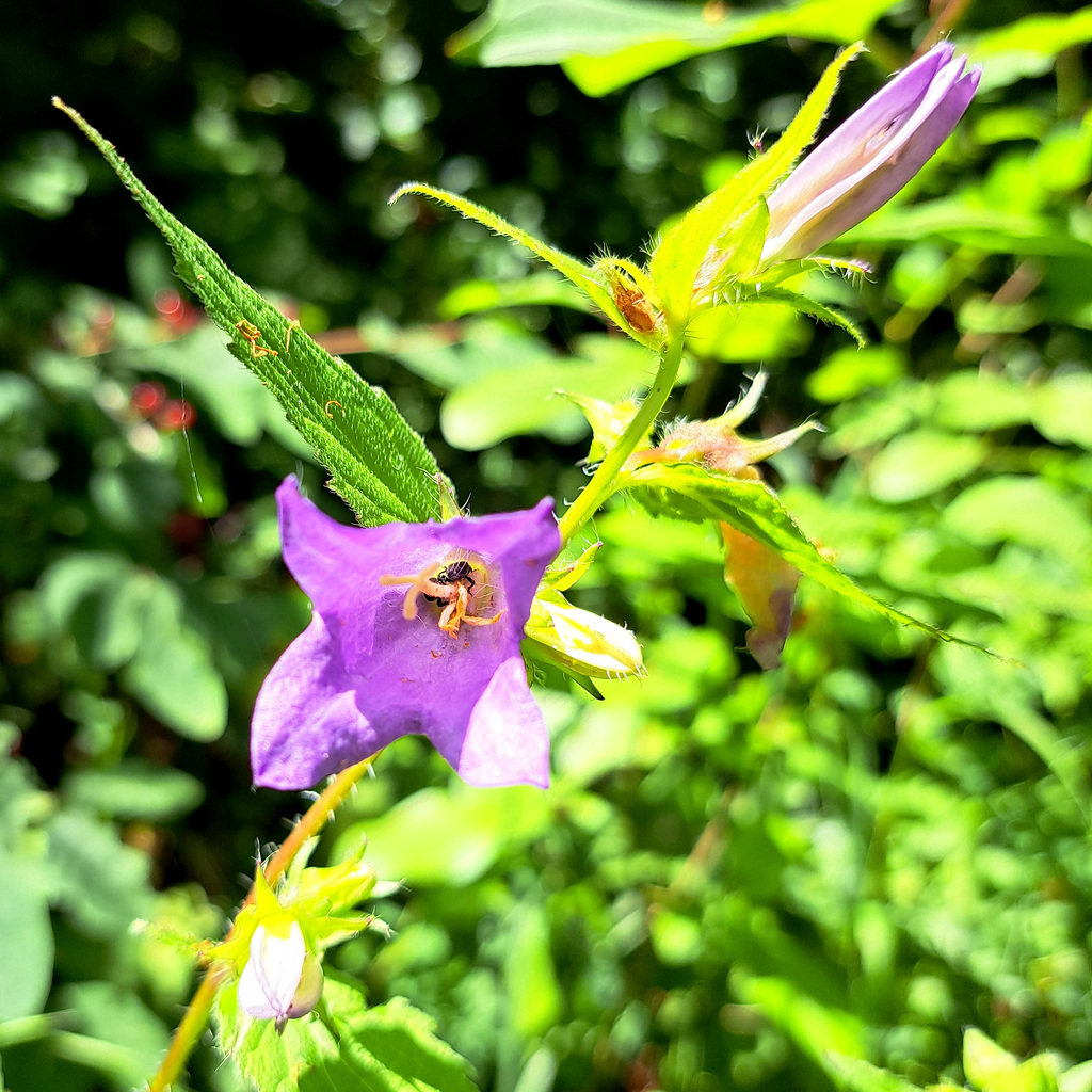 Nesselblättrige Glockenblume (Campanula trachelium)