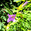 Nesselblättrige Glockenblume (Campanula trachelium)