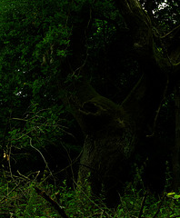 Das Waldmonster, Wald, Horn Bad-Meinberg