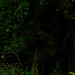 Das Waldmonster, Wald, Horn Bad-Meinberg