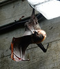 Fruit Bat