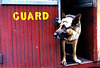 Guard