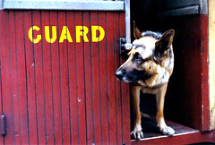 Guard