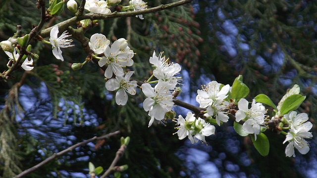 Blossom - the damson cherry