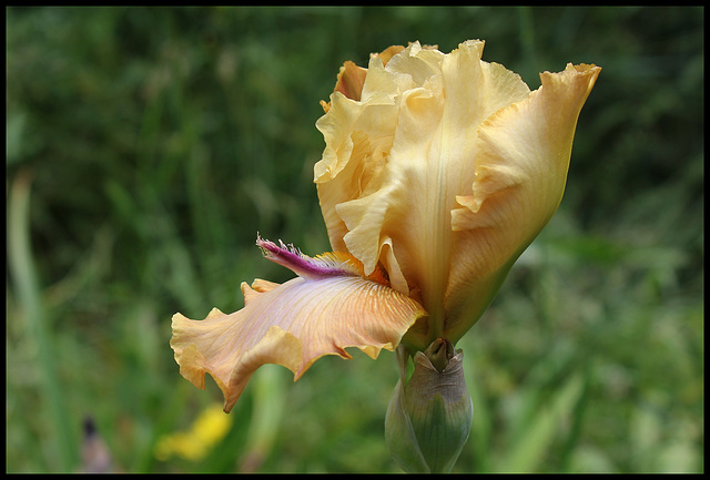 Tigrou (de Sologne) (2)