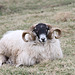 A Swaledale sheep