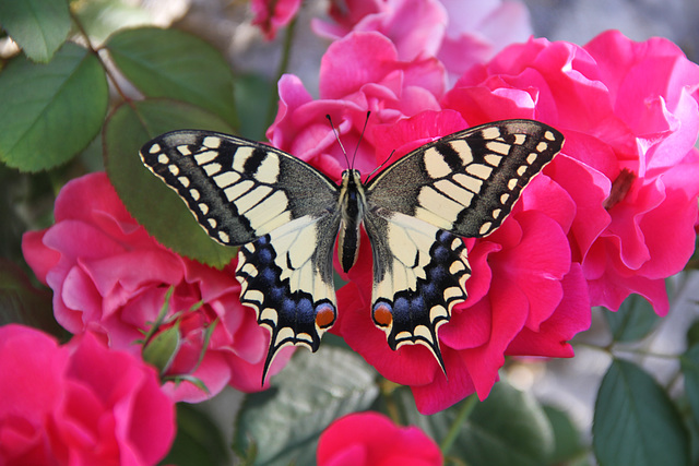 Machaon