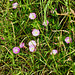 Field Bindweed (Calystegia sepium), Sedgley Beacon
