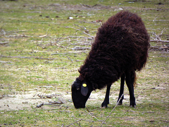 la pecora nera