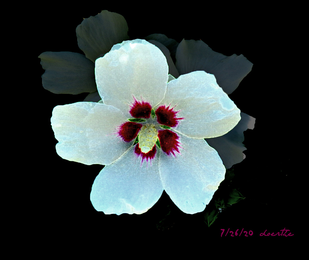 Hibiscus, blooming in July.