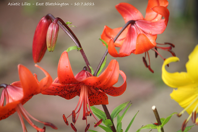 Asiatic Lilies - East Blatchington - 10 7 2021