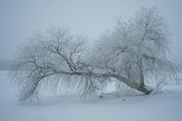 frosted leaning tree