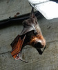 Fruit Bat